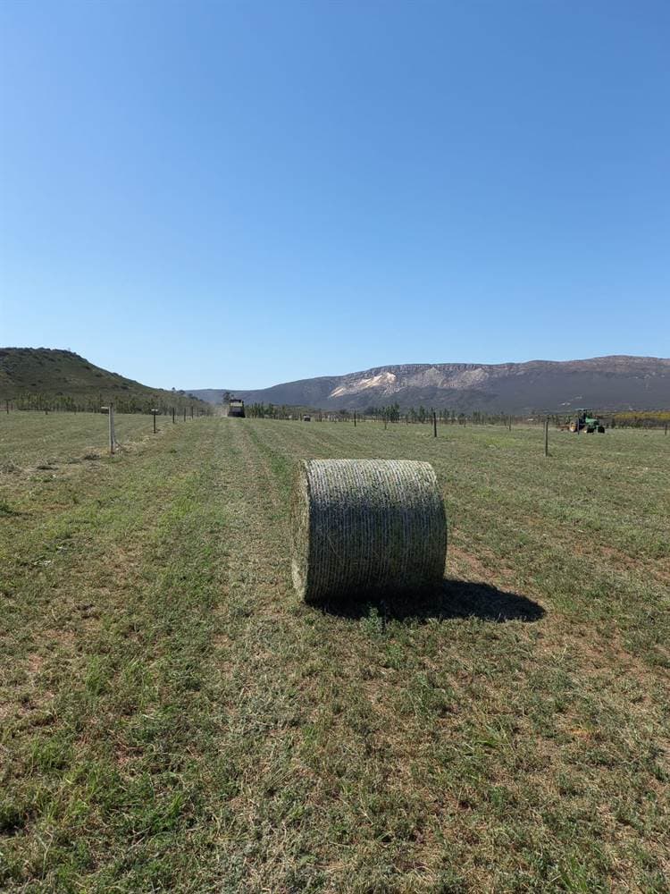 A single round hay bale in a freshly-mown orchard with the Langeberg mountains in the background.