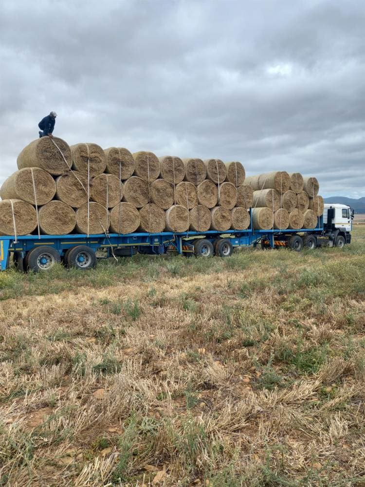 Articulated truck loaded with stacks of round hay bales heading for delivery, with a crew member on top.
