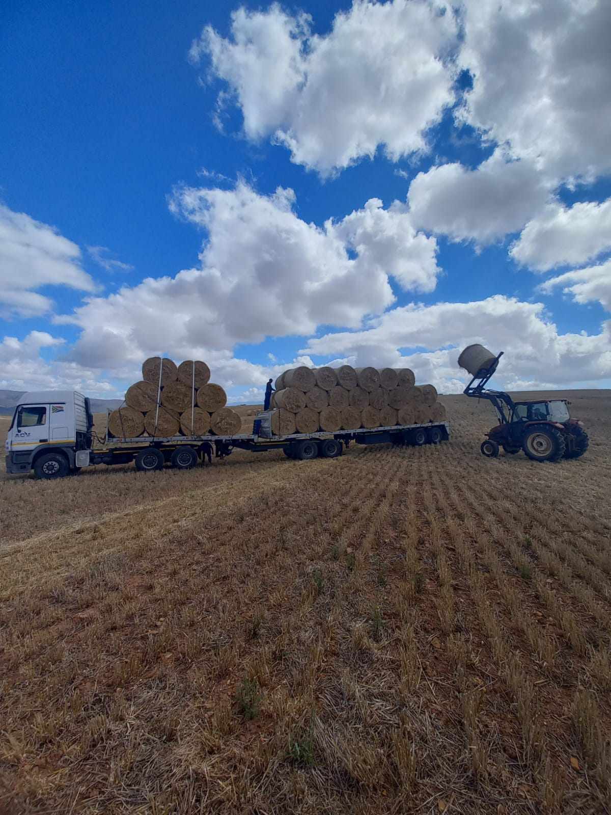 Tractor with bale-grab attachment loading round bales onto a truck flatbed in a stubble field.