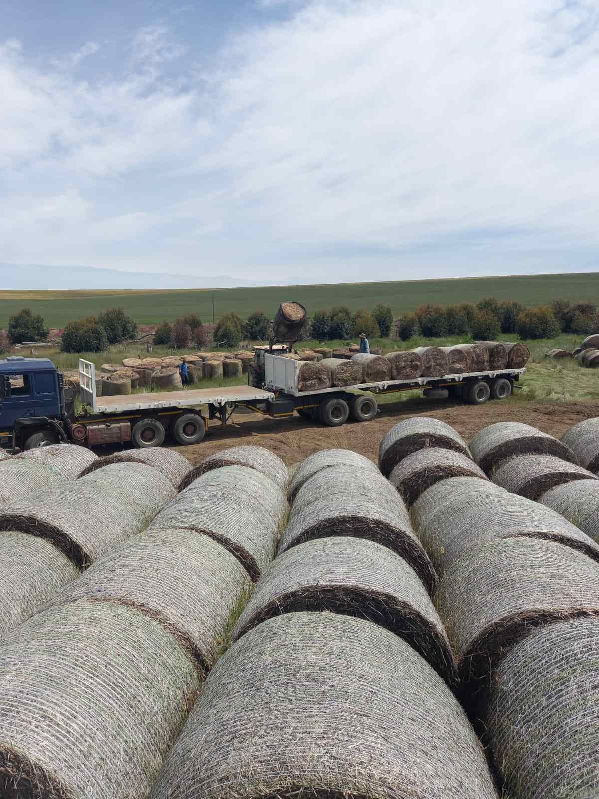 Truck and trailer parked next to rows of stacked round hay bales in storage.